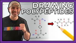 Intro to Peptides and Drawing Polypeptides