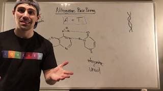 Nitrogenous Bases & Their Pairing Patterns