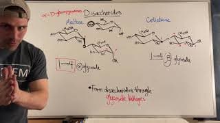 Forming Disaccharides via Glycosidic Linkages