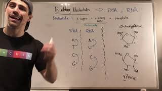 Intro to Nucleic Acids--Building Nucleotides